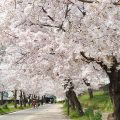[大阪 桜ノ宮/天満橋] お花見の名所。大川沿い「毛馬桜之宮公園 」の桜